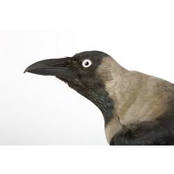 <em>Corvus splendens splendens</em>, House Crow, mount.  John Gould Collection.  Registration no. 14077.