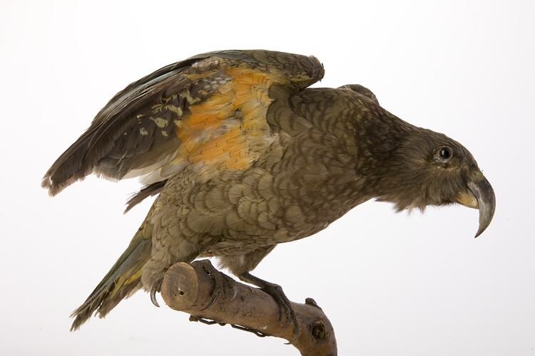 <em>Nestor notabilis</em>, Kea, mount.  Registration no. 55748.