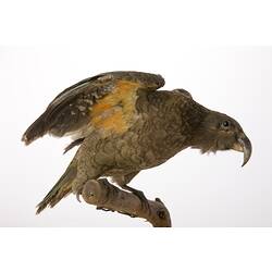 <em>Nestor notabilis</em>
