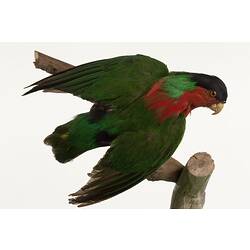 <em>Phigys solitarius</em>, Collared Lory, mount.  Registration no. 34918.