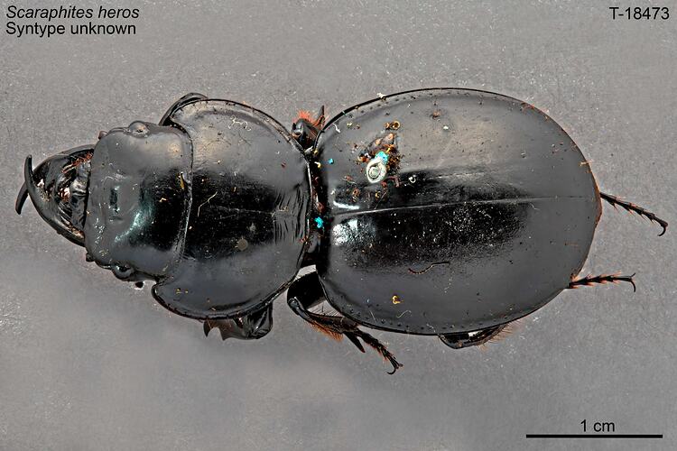 Beetle specimen, dorsal view.