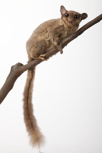 Possum specimen mounted on branch with tail hanging.