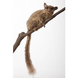 Possum specimen mounted on branch with tail hanging.