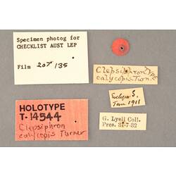 Entomology type specimen labels.
