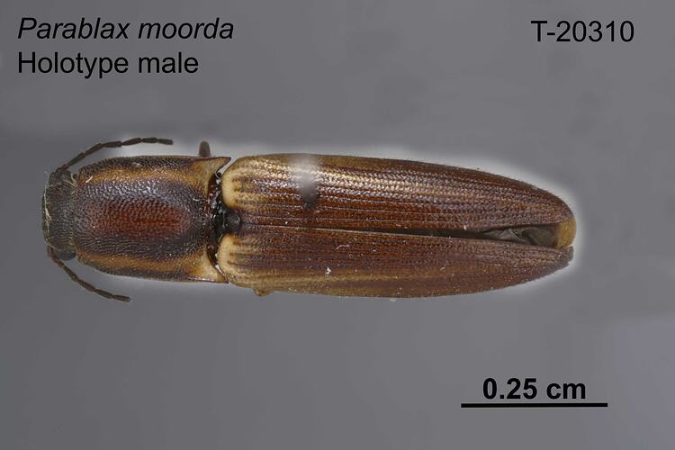 Beetle specimen, male, dorsal view.