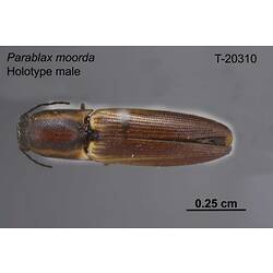 Beetle specimen, male, dorsal view.