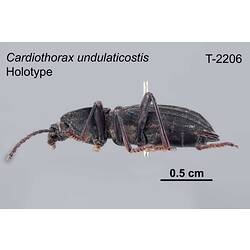 Beetle specimen, lateral view.