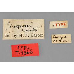 Entomology type specimen labels.