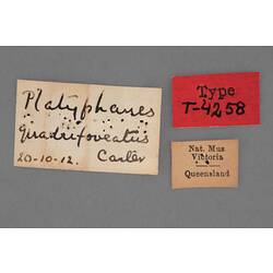 Entomology type specimen labels.