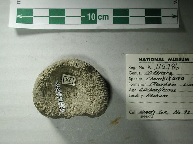 Rounded chunk of fossilised coral.