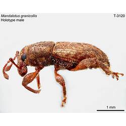 Weevil specimen, male, lateral view.