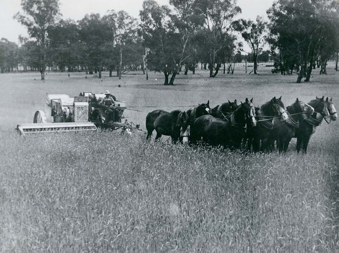 A man driving a team of 8 horses pulling a ground drive harvester in wheat field.