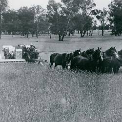 Photograph - McKay Massey Harris Pty Ltd, H.S. Taylor Header, circa 1940