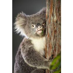 Koala specimen mounted on a tree trunk.
