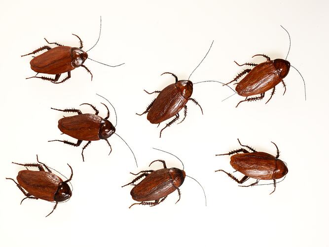 Group of seven cockroach models.