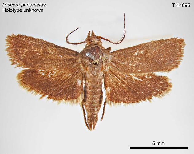 Moth specimen, dorsal view.