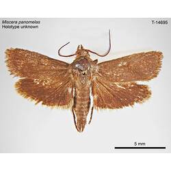 Moth specimen, dorsal view.