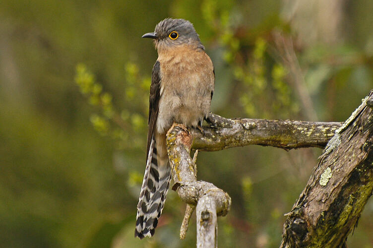 Fan-tailed Cuckoo perched on branch.