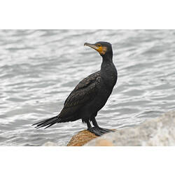 A Great Cormorant standing on a rock in the sea.
