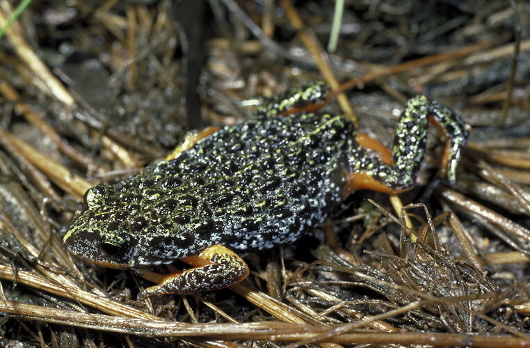 A Southern Toadlet on grass, showing orange patches on the upper legs.