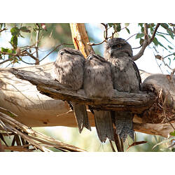 Three Tawny Frogmouths on a branch, high up in a tree.