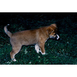 A Dingo pup standing on grass.