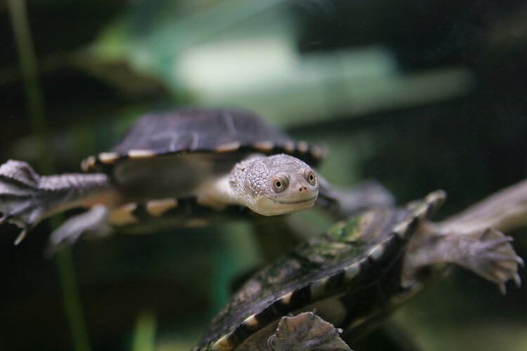 Two Snake-necked Turtles swimming underwater.