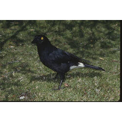 A Pied Currawong standing on short grass.