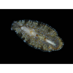 Family Euryleptidae, flatworm. Portsea Pier, Victoria. [F 172815]
