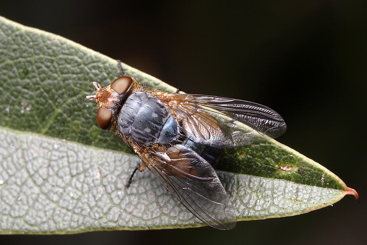 Calliphora augur Fabricius, 1775, Lesser Brown Blowfly