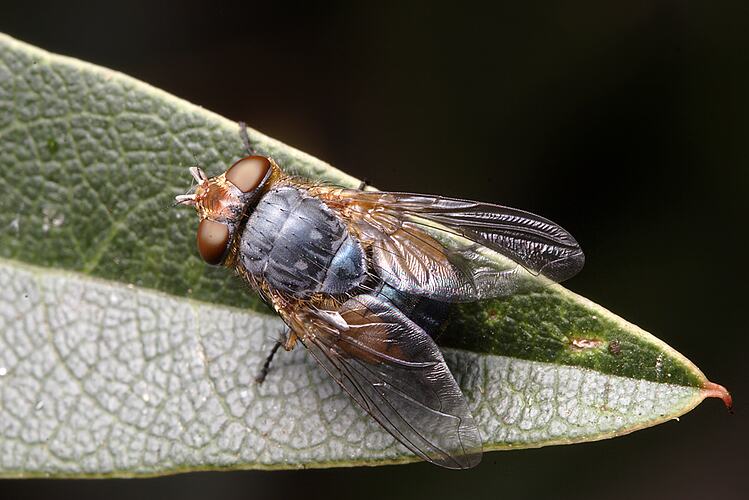 A Lesser Brown Blowfly on a green leaf.