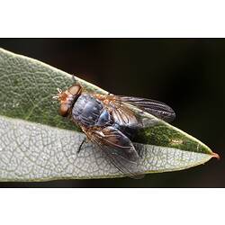 A Lesser Brown Blowfly on a green leaf.