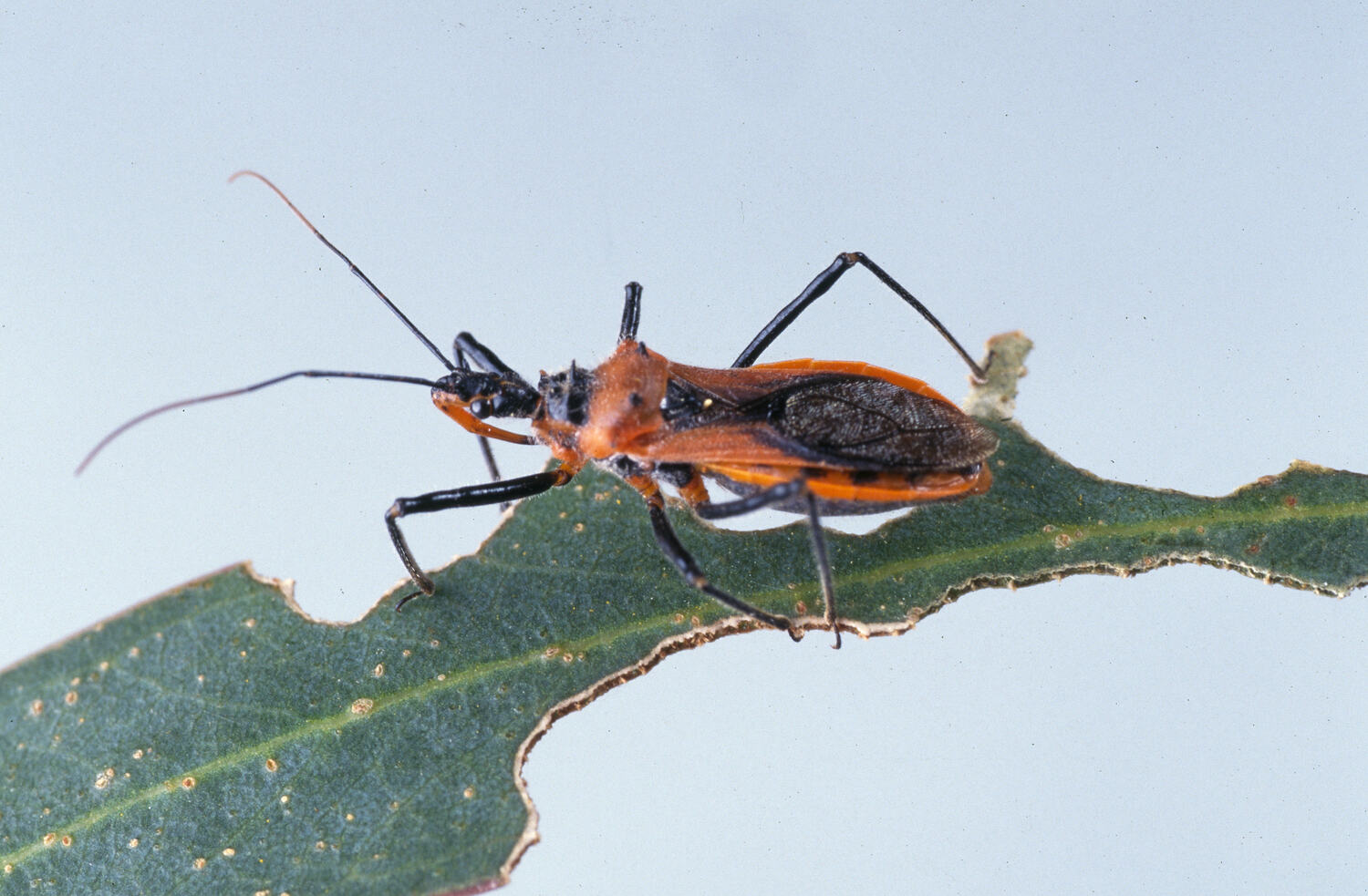 Gminatus australis (Erichson, 1842), Assassin Bug