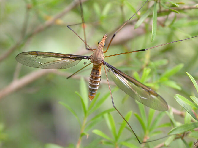 A Crane Fly resting on a plant.