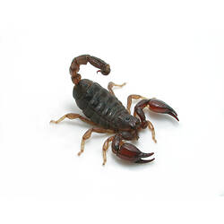 A Black Rock Scorpion photographed on a white background.