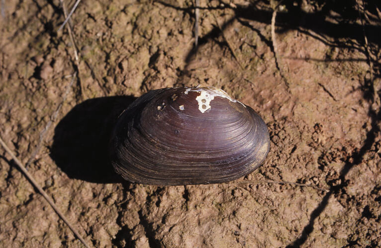 A Freshwater Mussel on a muddy stone.