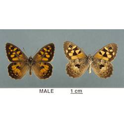 Two pinned orange and brown butterfly specimens.