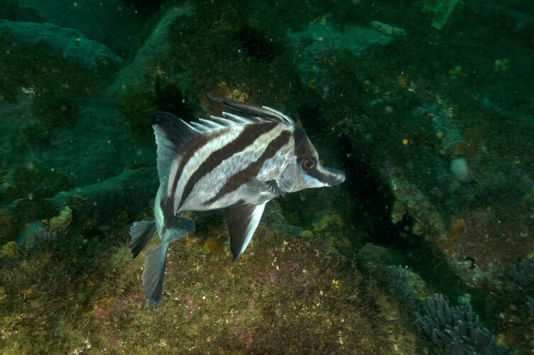A fish, the Longsnout Boarfish, above a rocky reef.