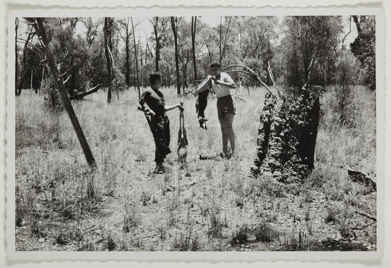 Photograph - Julius Toth & Friend Hunting, Queensland, Dec 1959