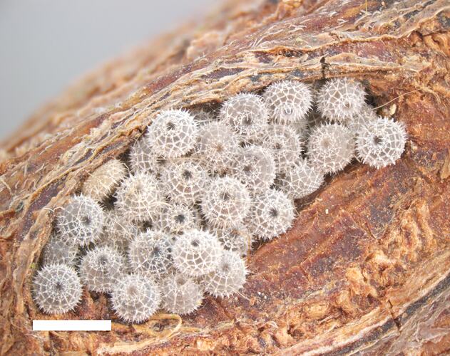 Cluster of tiny, spiky white butterfly eggs on wood with scale bar.