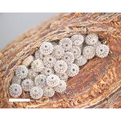 Cluster of tiny, spiky white butterfly eggs on wood with scale bar.