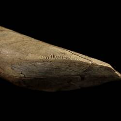 Extinct mammal incisor with scratches.