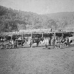 Negative - Mitchelldale Post Office, Glenaladale District, Victoria, circa 1895