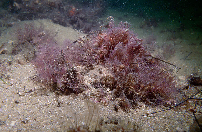 Purple hydroid colony on sandy seabed.