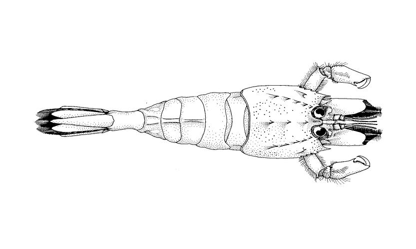 Black and white illustration of Victorian Sand Shrimp.