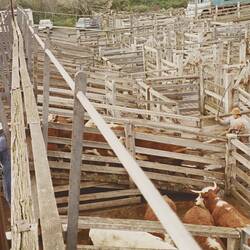 Photograph - Cows During Cattle Sales, Newmarket Saleyards, Sep 1985