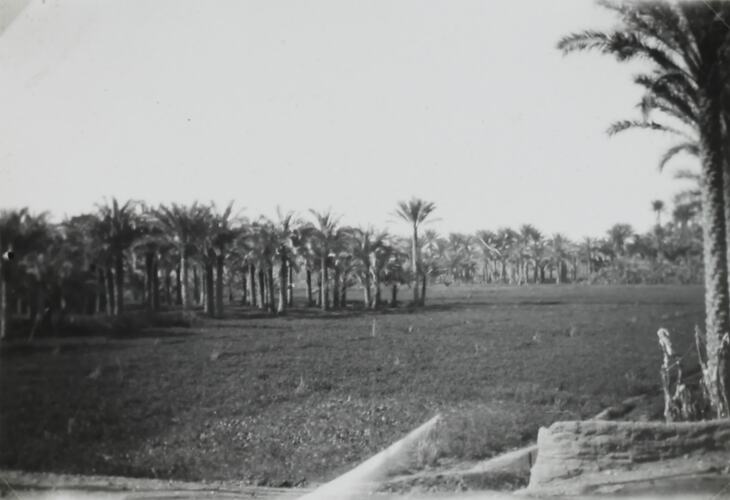 Photograph - Palm Trees, Memphis, Egypt, World War II, 1939-1943