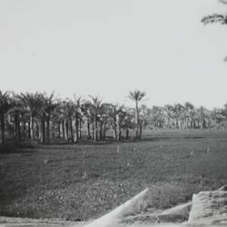 Photograph - Palm Trees, Memphis, Egypt, World War II, 1939-1943