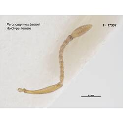 Detail of ant antennae.