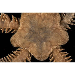 Detail of dorsal view of dry brittle star specimen.